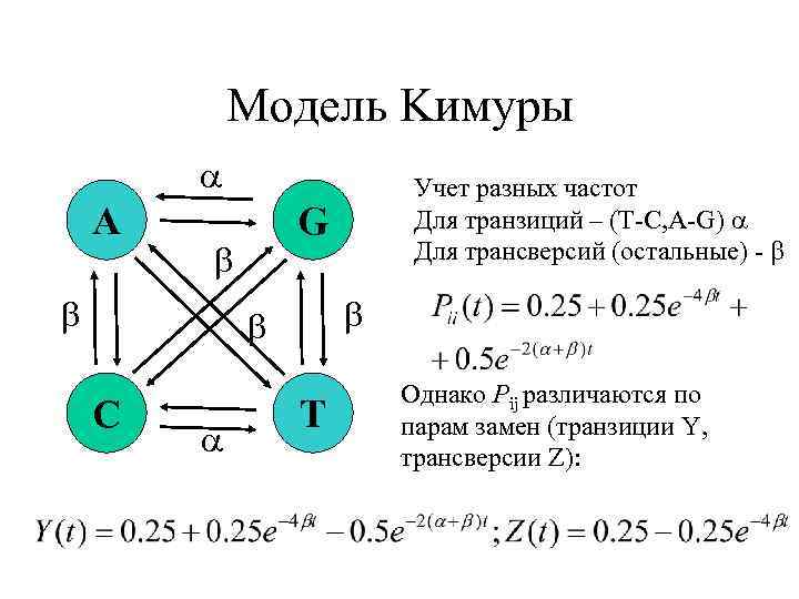 Модель Kимуры A G C Учет разных частот Для транзиций – (T-C, A-G) Для