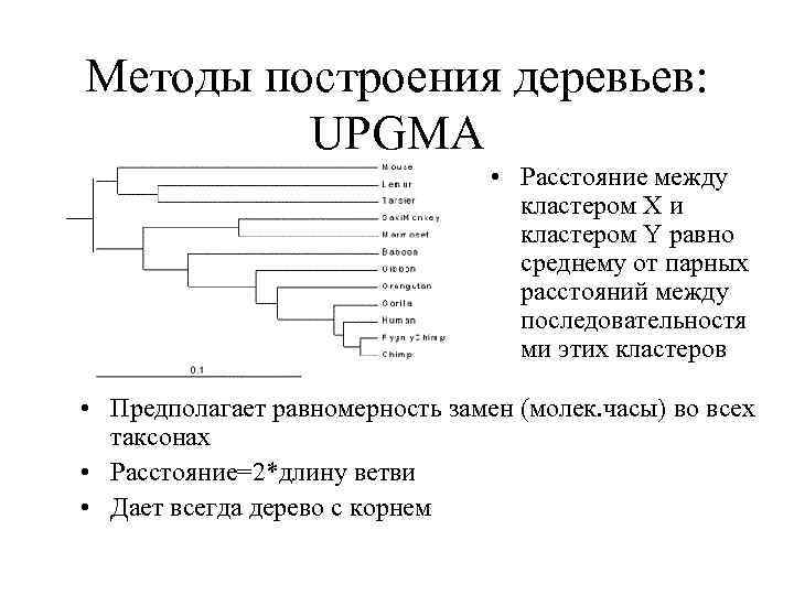 Методы построения деревьев: UPGMA • Расстояние между кластером X и кластером Y равно среднему