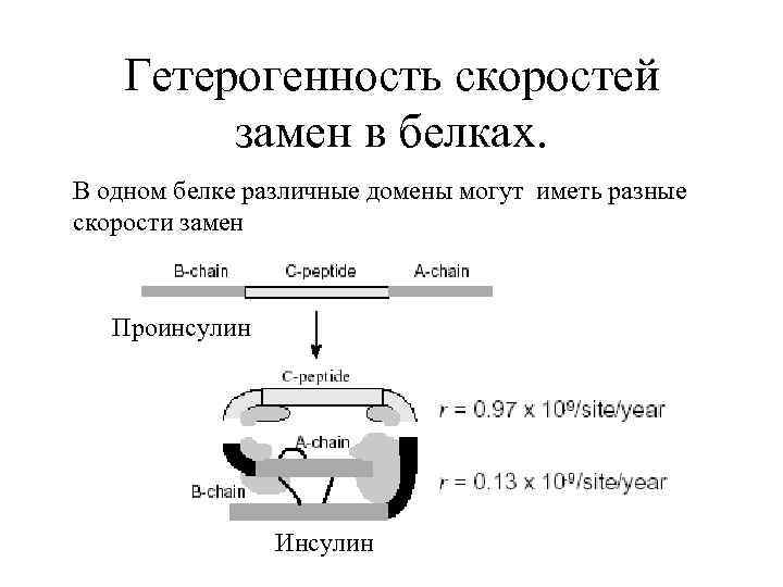 Гетерогенность скоростей замен в белках. В одном белке различные домены могут иметь разные скорости