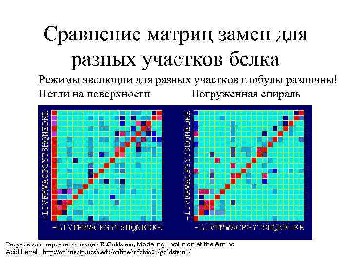 Сравнение матриц замен для разных участков белка Режимы эволюции для разных участков глобулы различны!