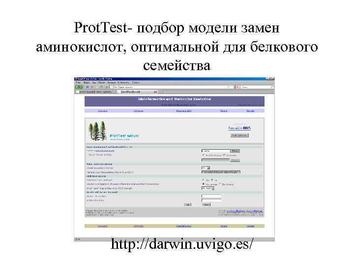 Prot. Test- подбор модели замен аминокислот, оптимальной для белкового семейства http: //darwin. uvigo. es/
