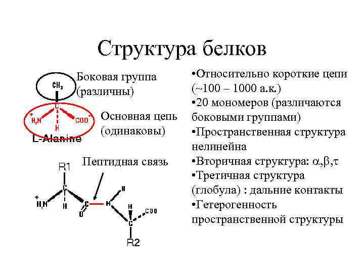 Структура белков Боковая группа (различны) Основная цепь (одинаковы) Пептидная связь • Относительно короткие цепи