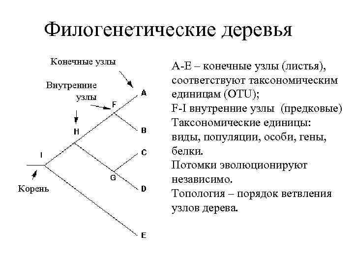 Общая схема филогенетического цикла