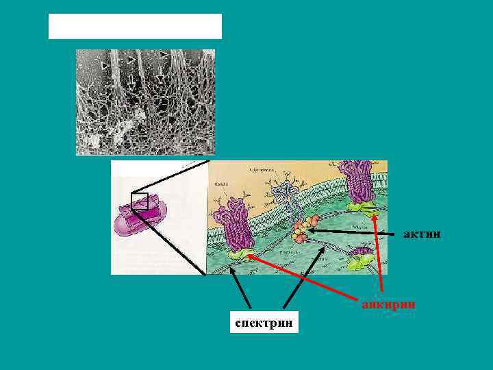 актин анкирин спектрин 