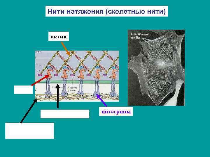 Нити натяжения (скелетные нити) актин интегрины 