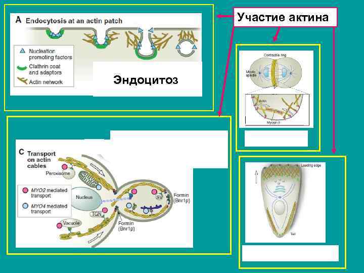 Участие актина Эндоцитоз 