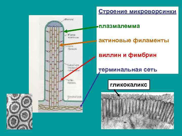 Строение микроворсинки плазмалемма актиновые филаменты виллин и фимбрин терминальная сеть гликокаликс 
