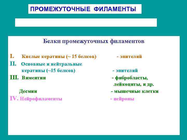 ПРОМЕЖУТОЧНЫЕ ФИЛАМЕНТЫ Белки промежуточных филаментов I. Кислые кератины (~ 15 белков) II. Основные и