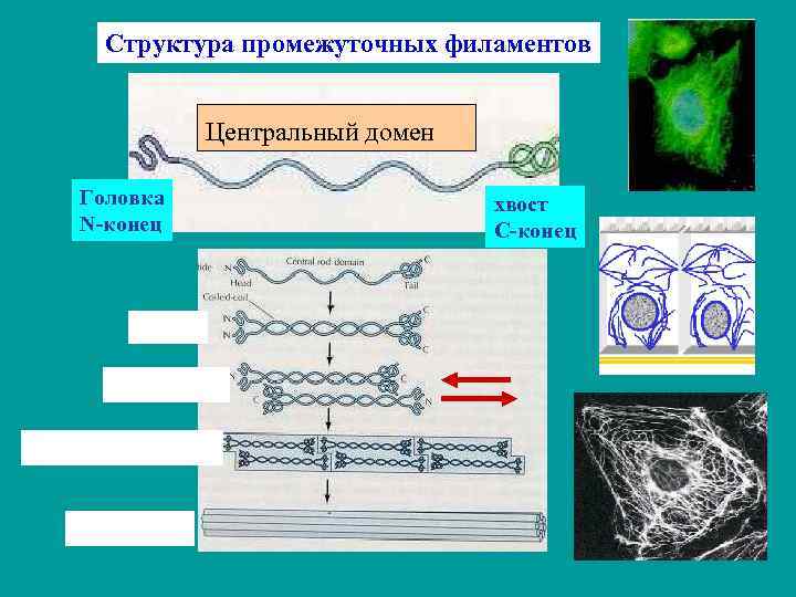Структура промежуточных филаментов Центральный домен Головка N-конец хвост С-конец 