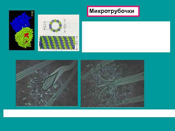 Микротрубочки 