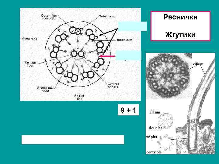 Реснички Жгутики 9+1 