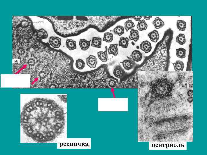 ресничка центриоль 