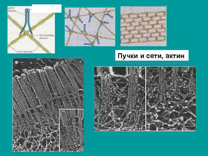 Пучки и сети, актин 