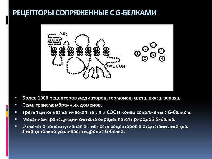 РЕЦЕПТОРЫ СОПРЯЖЕННЫЕ С G-БЕЛКАМИ Более 1000 рецепторов медиаторов, гормонов, света, вкуса, запаха. Семь трансмембранных