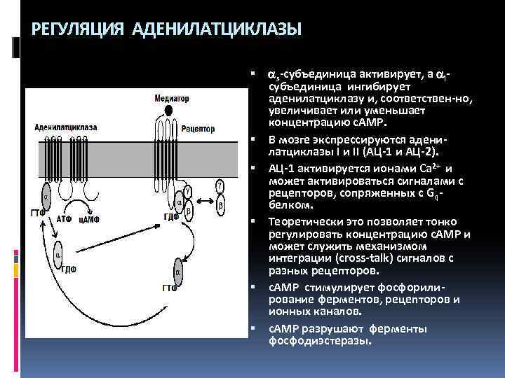 РЕГУЛЯЦИЯ АДЕНИЛАТЦИКЛАЗЫ s-субъединица активирует, а iсубъединица ингибирует аденилатциклазу и, соответствен-но, увеличивает или уменьшает концентрацию