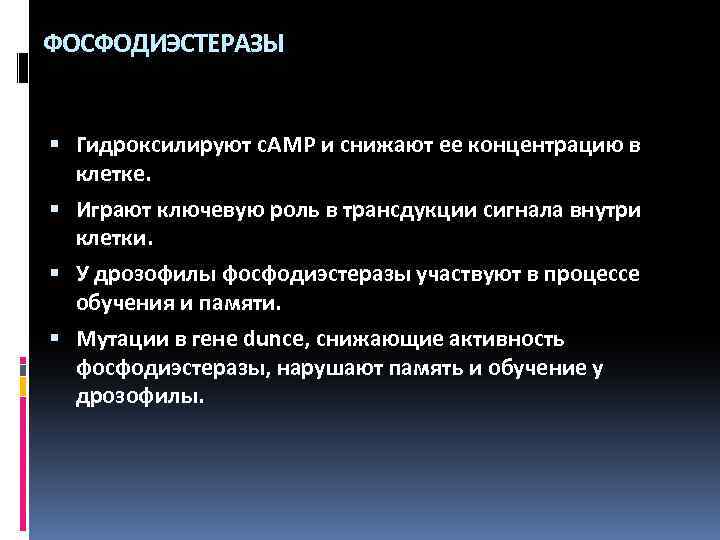 ФОСФОДИЭСТЕРАЗЫ Гидроксилируют c. AMP и снижают ее концентрацию в клетке. Играют ключевую роль в