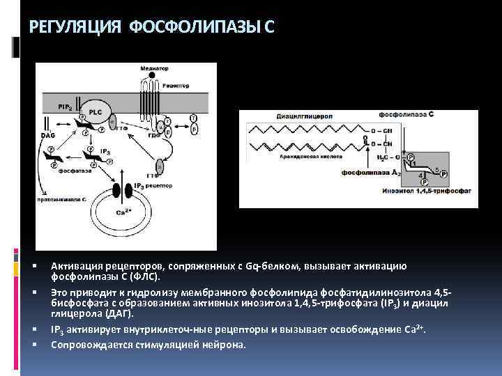РЕГУЛЯЦИЯ ФОСФОЛИПАЗЫ С Активация рецепторов, сопряженных с Gq-белком, вызывает активацию фосфолипазы С (ФЛС). Это