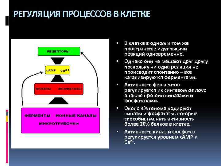 Регуляция процессов. Регуляция биохимических процессов клетки.