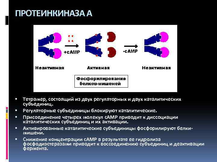 ПРОТЕИНКИНАЗА А Тетрамер, состоящий из двух регуляторных и двух каталитических субъединиц. Регуляторные субъединицы блокируют