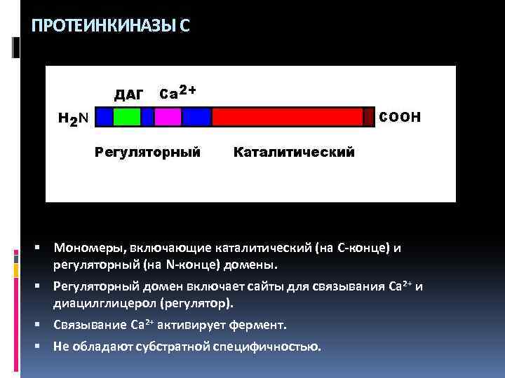 ПРОТЕИНКИНАЗЫ С Мономеры, включающие каталитический (на С-конце) и регуляторный (на N-конце) домены. Регуляторный домен