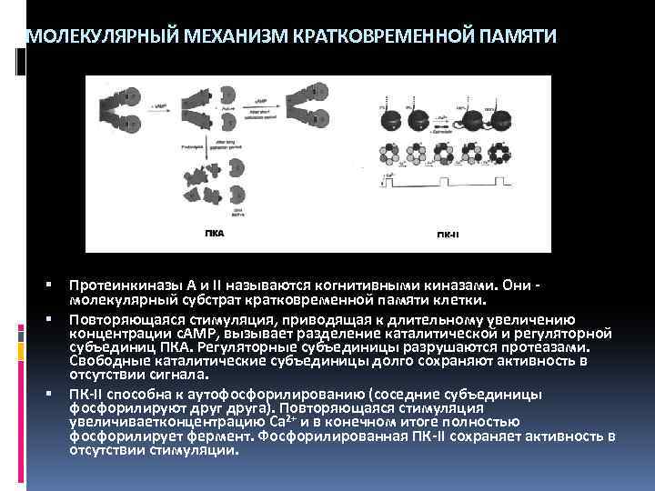 МОЛЕКУЛЯРНЫЙ МЕХАНИЗМ КРАТКОВРЕМЕННОЙ ПАМЯТИ Протеинкиназы А и II называются когнитивными киназами. Они молекулярный субстрат