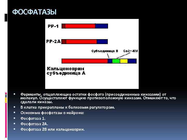 ФОСФАТАЗЫ Ферменты, отщепляющие остатки фосфата (присоединенные киназами) от молекул. Осуществляют функцию противоположную киназам. Отменяют