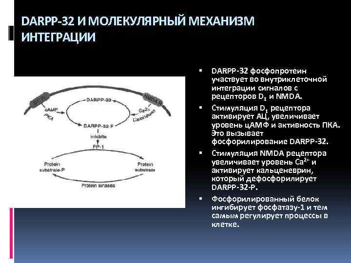 DARPP-32 И МОЛЕКУЛЯРНЫЙ МЕХАНИЗМ ИНТЕГРАЦИИ DARPP-32 фосфопротеин участвует во внутриклеточной интеграции сигналов с рецепторов