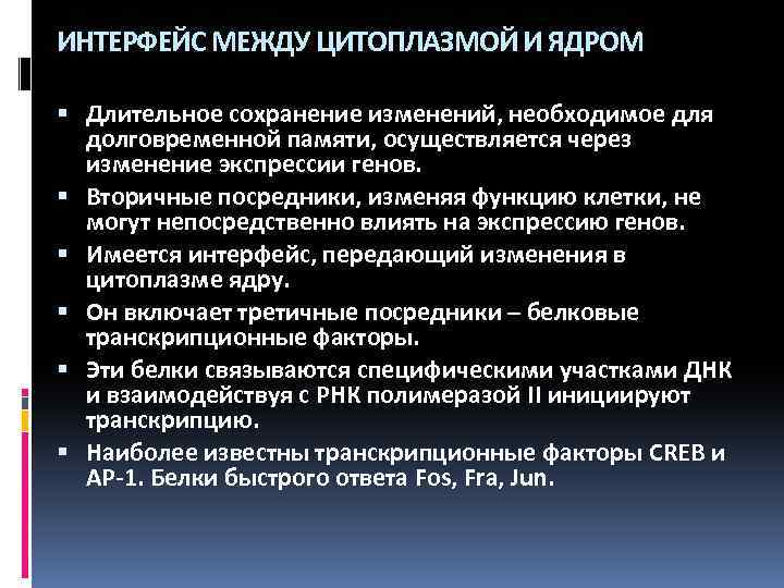 ИНТЕРФЕЙС МЕЖДУ ЦИТОПЛАЗМОЙ И ЯДРОМ Длительное сохранение изменений, необходимое для долговременной памяти, осуществляется через