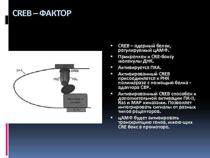 CREB – ФАКТОР CREB – ядерный белок, регулируемый ц. АМФ. Прикреплен к CRE-боксу молекулы
