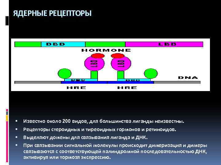 ЯДЕРНЫЕ РЕЦЕПТОРЫ Известно около 200 видов, для большинства лиганды неизвестны. Рецепторы стероидных и тиреоидных