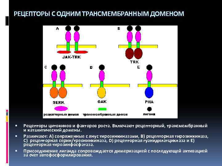 РЕЦЕПТОРЫ С ОДНИМ ТРАНСМЕМБРАННЫМ ДОМЕНОМ Рецепторы цитокинов и факторов роста. Включают рецепторный, трансмембранный и