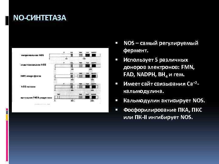 NO-СИНТЕТАЗА NOS – самый регулируемый фермент. Использует 5 различных доноров электронов: FMN, FAD, NADPH,