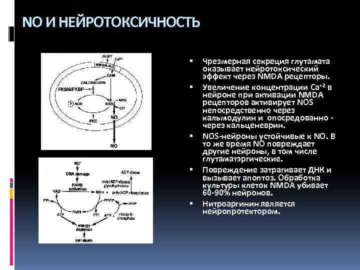 NO И НЕЙРОТОКСИЧНОСТЬ Чрезмерная секреция глутамата оказывает нейротоксический эффект через NMDA рецепторы. Увеличение концентрации