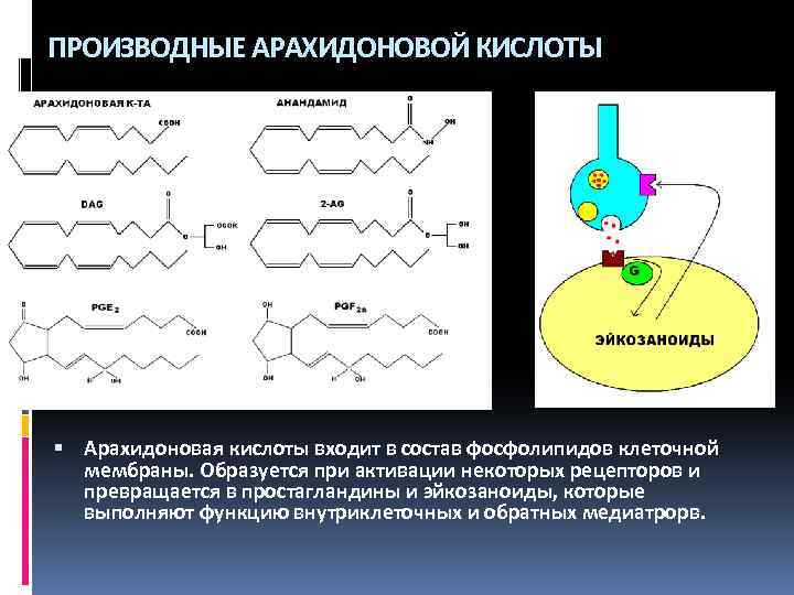 ПРОИЗВОДНЫЕ АРАХИДОНОВОЙ КИСЛОТЫ Арахидоновая кислоты входит в состав фосфолипидов клеточной мембраны. Образуется при активации