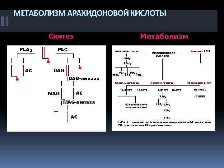 МЕТАБОЛИЗМ АРАХИДОНОВОЙ КИСЛОТЫ Синтез Метаболизм 