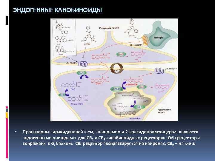 ЭНДОГЕННЫЕ КАНОБИНОИДЫ Производные арахидоновой к-ты, анандамид и 2 -арахидоноилглицерол, являются эндогенными лигандами для CB