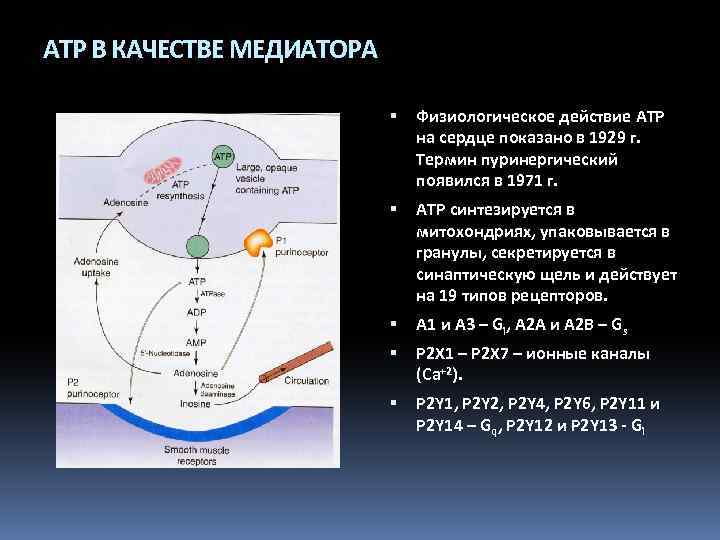 ATP В КАЧЕСТВЕ МЕДИАТОРА Физиологическое действие ATP на сердце показано в 1929 г. Термин