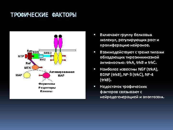 ТРОФИЧЕСКИЕ ФАКТОРЫ Включают группу белковых молекул, регулирующих рост и пролиферацию нейронов. Взаимодействуют с тремя