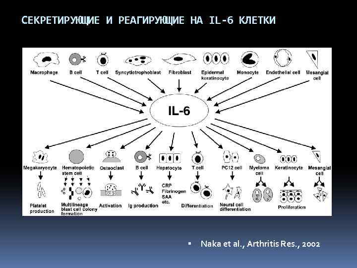 СЕКРЕТИРУЮЩИЕ И РЕАГИРУЮЩИЕ НА IL-6 КЛЕТКИ Naka et al. , Arthritis Res. , 2002