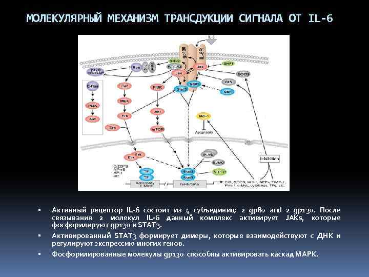 МОЛЕКУЛЯРНЫЙ МЕХАНИЗМ ТРАНСДУКЦИИ СИГНАЛА ОТ IL-6 Активный рецептор IL-6 состоит из 4 субъединиц: 2