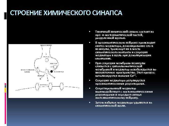 СТРОЕНИЕ ХИМИЧЕСКОГО СИНАПСА Типичный химический синапс состоит из пре- и постсинаптической частей, разделенной щелью.