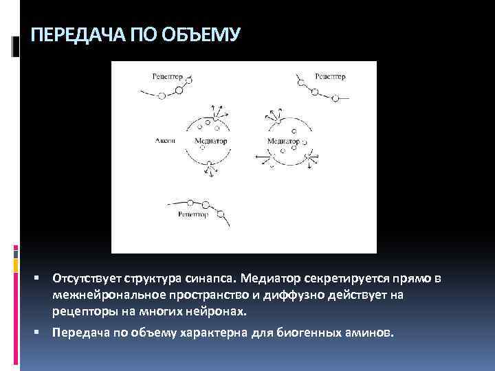 ПЕРЕДАЧА ПО ОБЪЕМУ Отсутствует структура синапса. Медиатор секретируется прямо в межнейрональное пространство и диффузно