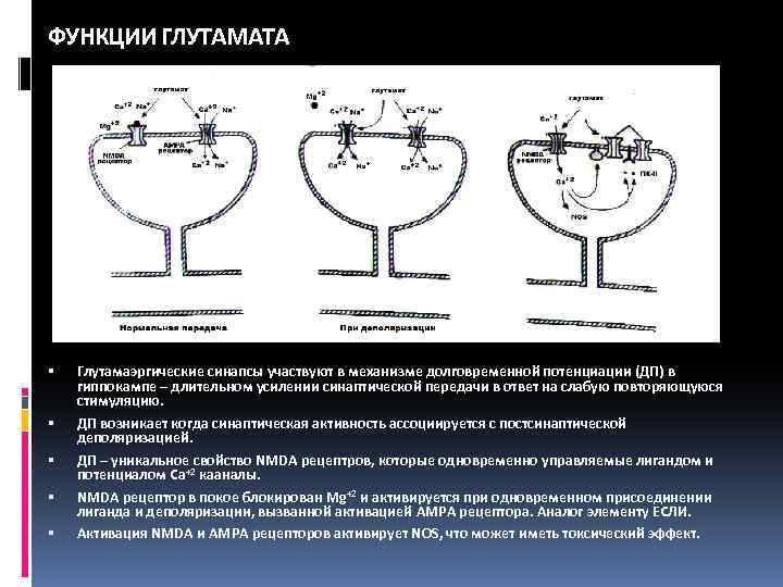 Взаимосвязь строения и функции холинергического синапса презентация