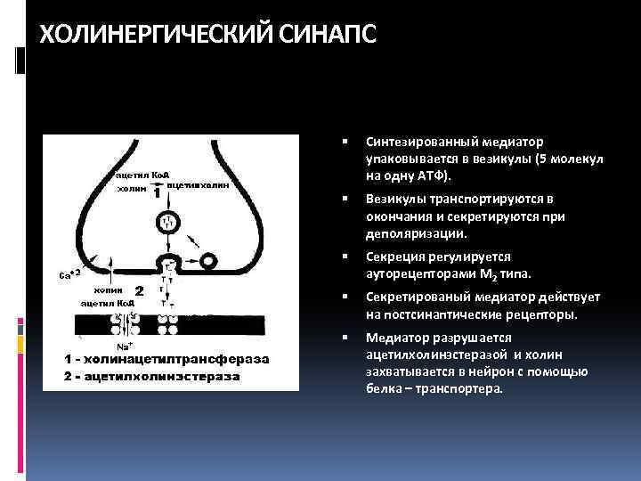 На рисунке изображена схема холинергического синапса объясните роль ионов кальция