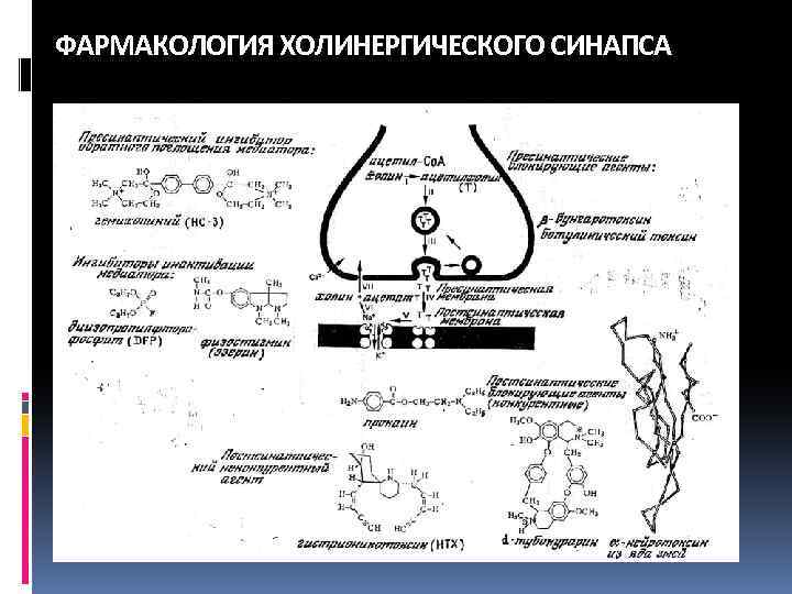 На рисунке изображена схема холинергического синапса объясните роль ионов кальция