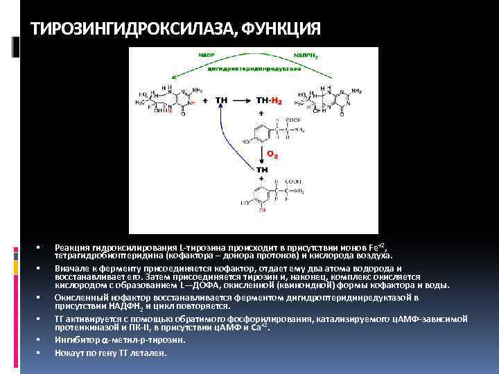 ТИРОЗИНГИДРОКСИЛАЗА, ФУНКЦИЯ Реакция гидроксилирования L-тирозина происходит в присутствии ионов Fe+2, тетрагидробиоптеридина (кофактора – донора
