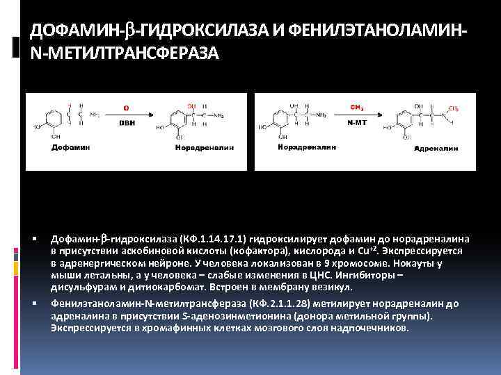 ДОФАМИН- -ГИДРОКСИЛАЗА И ФЕНИЛЭТАНОЛАМИНN-МЕТИЛТРАНСФЕРАЗА Дофамин- -гидроксилаза (КФ. 1. 14. 17. 1) гидроксилирует дофамин до
