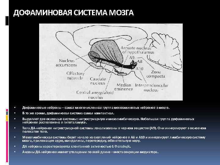 Дофаминовая яма что это такое