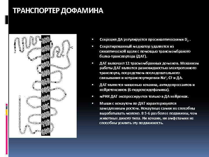ТРАНСПОРТЕР ДОФАМИНА Секреция ДА регулируется пресинаптическими D 2. Секретированный медиатор удаляется из синаптической щели