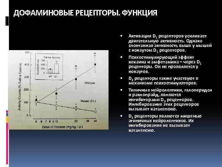 ДОФАМИНОВЫЕ РЕЦЕПТОРЫ. ФУНКЦИЯ Активация D 1 рецепторов усиливает двигательную активность. Однако спонтанная активность выше